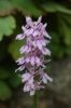 FreilandOrchidee-120614-DSC_0053.JPG