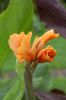 Canna-Indisches-Blumenrohr-080808-DSC_0305.JPG