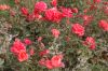 Rosarium-Sangerhausen-Sachsen-Anhalt-120901-DSC_0308.JPG
