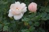 Rosarium-Sangerhausen-Sachsen-Anhalt-120901-DSC_0878.JPG