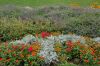 Wernigerode-Lustgarten-Sachsen-Anhalt-120830-120830-DSC_0263.JPG