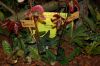 Dresden-Orchideen-Ausstellung-120331-DSC_0244.JPG
