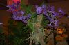 Dresden-Orchideen-Ausstellung-120331-DSC_0353.JPG