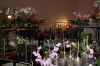 Dresden-Orchideen-Ausstellung-120331-DSC_0372.JPG