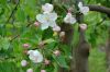 Niedersachsen-Altes-Land-Obstbaugebiet-2012-120501-DSC_0094.jpg