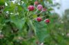 Niedersachsen-Altes-Land-Obstbaugebiet-2012-120501-DSC_0095.jpg