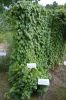 Botanischer-Garten-Dresden-2013-130813-DSC_0396.jpg