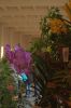 Ausstellung-Internationale-Orchideen-Welt-in-Bad-Salzuflen-2014-140302-DSC_0068.jpg