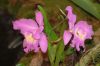 Ausstellung-Internationale-Orchideen-Welt-in-Bad-Salzuflen-2014-140302-DSC_0086.jpg