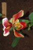 Ausstellung-Internationale-Orchideen-Welt-in-Bad-Salzuflen-2014-140302-DSC_0147.jpg