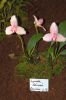 Ausstellung-Internationale-Orchideen-Welt-in-Bad-Salzuflen-2014-140302-DSC_0152.jpg