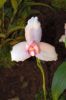 Ausstellung-Internationale-Orchideen-Welt-in-Bad-Salzuflen-2014-140302-DSC_0154.jpg
