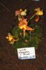 Ausstellung-Internationale-Orchideen-Welt-in-Bad-Salzuflen-2014-140302-DSC_0155.jpg