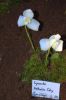 Ausstellung-Internationale-Orchideen-Welt-in-Bad-Salzuflen-2014-140302-DSC_0157.jpg