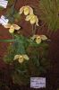 Ausstellung-Internationale-Orchideen-Welt-in-Bad-Salzuflen-2014-140302-DSC_0159.jpg
