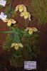 Ausstellung-Internationale-Orchideen-Welt-in-Bad-Salzuflen-2014-140302-DSC_0159.jpg