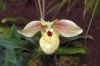 Ausstellung-Internationale-Orchideen-Welt-in-Bad-Salzuflen-2014-140302-DSC_0160.jpg