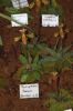 Ausstellung-Internationale-Orchideen-Welt-in-Bad-Salzuflen-2014-140302-DSC_0161.jpg