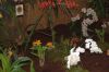 Ausstellung-Internationale-Orchideen-Welt-in-Bad-Salzuflen-2014-140302-DSC_0175.jpg