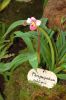 Ausstellung-Internationale-Orchideen-Welt-in-Bad-Salzuflen-2014-140302-DSC_0177.jpg