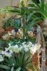 Ausstellung-Internationale-Orchideen-Welt-in-Bad-Salzuflen-2014-140302-DSC_0181.jpg