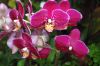 Ausstellung-Internationale-Orchideen-Welt-in-Bad-Salzuflen-2014-140302-DSC_0182.jpg