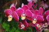 Ausstellung-Internationale-Orchideen-Welt-in-Bad-Salzuflen-2014-140302-DSC_0183.jpg