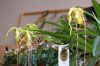 Ausstellung-Internationale-Orchideen-Welt-in-Bad-Salzuflen-2014-140302-DSC_0184.jpg