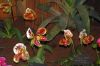 Ausstellung-Internationale-Orchideen-Welt-in-Bad-Salzuflen-2014-140302-DSC_0186.jpg