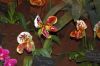 Ausstellung-Internationale-Orchideen-Welt-in-Bad-Salzuflen-2014-140302-DSC_0187.jpg