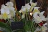 Ausstellung-Internationale-Orchideen-Welt-in-Bad-Salzuflen-2014-140302-DSC_0194.jpg