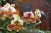 Ausstellung-Internationale-Orchideen-Welt-in-Bad-Salzuflen-2014-140302-DSC_0195.jpg
