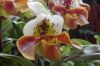 Ausstellung-Internationale-Orchideen-Welt-in-Bad-Salzuflen-2014-140302-DSC_0197.jpg