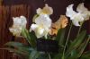 Ausstellung-Internationale-Orchideen-Welt-in-Bad-Salzuflen-2014-140302-DSC_0198.jpg