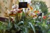 Ausstellung-Internationale-Orchideen-Welt-in-Bad-Salzuflen-2014-140302-DSC_0199.jpg