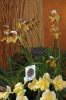 Ausstellung-Internationale-Orchideen-Welt-in-Bad-Salzuflen-2014-140302-DSC_0201.jpg