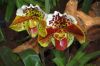 Ausstellung-Internationale-Orchideen-Welt-in-Bad-Salzuflen-2014-140302-DSC_0203.jpg