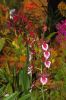 Ausstellung-Internationale-Orchideen-Welt-in-Bad-Salzuflen-2014-140302-DSC_0222.jpg
