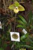 Ausstellung-Internationale-Orchideen-Welt-in-Bad-Salzuflen-2014-140302-DSC_0228.jpg