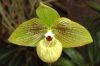 Ausstellung-Internationale-Orchideen-Welt-in-Bad-Salzuflen-2014-140302-DSC_0229.jpg