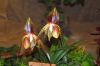 Ausstellung-Internationale-Orchideen-Welt-in-Bad-Salzuflen-2014-140302-DSC_0360.jpg