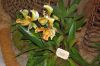 Ausstellung-Internationale-Orchideen-Welt-in-Bad-Salzuflen-2014-140302-DSC_0361.jpg