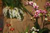 Ausstellung-Internationale-Orchideen-Welt-in-Bad-Salzuflen-2014-140302-DSC_0362.jpg