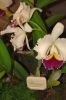 Ausstellung-Internationale-Orchideen-Welt-in-Bad-Salzuflen-2014-140302-DSC_0365.jpg
