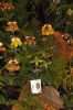 Ausstellung-Internationale-Orchideen-Welt-in-Bad-Salzuflen-2014-140302-DSC_0369.jpg