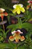Ausstellung-Internationale-Orchideen-Welt-in-Bad-Salzuflen-2014-140302-DSC_0370.jpg