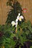 Ausstellung-Internationale-Orchideen-Welt-in-Bad-Salzuflen-2014-140302-DSC_0373.jpg
