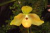 Ausstellung-Internationale-Orchideen-Welt-in-Bad-Salzuflen-2014-140302-DSC_0375.jpg