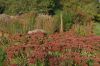 Dahlientag-2014-Winsen-2014-Niedersachsen-Winsen-141005-DSC_0102.jpg