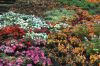 Hamburg-Planten-un-Blomen-120904-DSC_0545.JPG